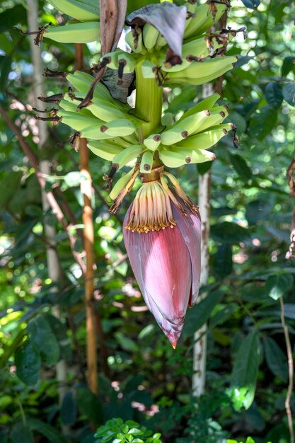 Feche a flor de bananeira pendurada em uma bananeira com um monte de banana crua