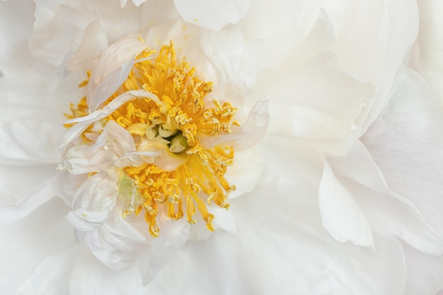 Feche a flor de peônia branca com estames amarelos, beleza na natureza, fundo florido natural macio