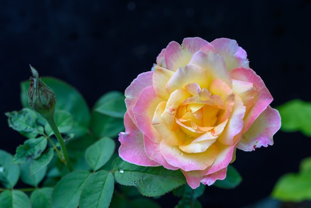 Feche a flor de rosas lindas no jardim ao ar livre, fundo escuro