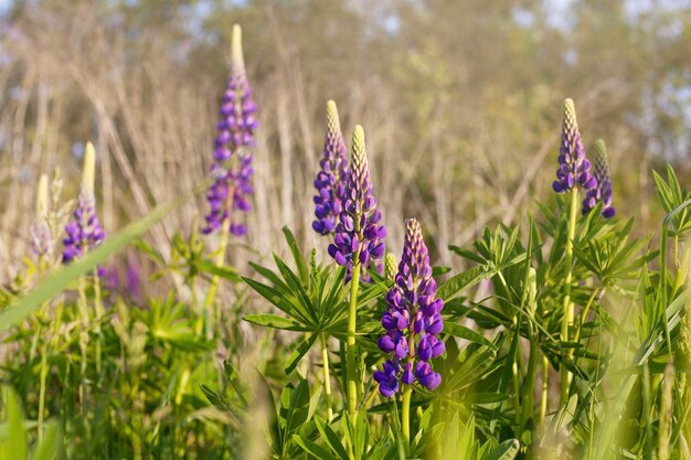 Feche a flor de tremoços roxos Belo prado rural ensolarado Copie o espaço tranquilo paisagem viva Calma e serenidade fundo natural foco suave