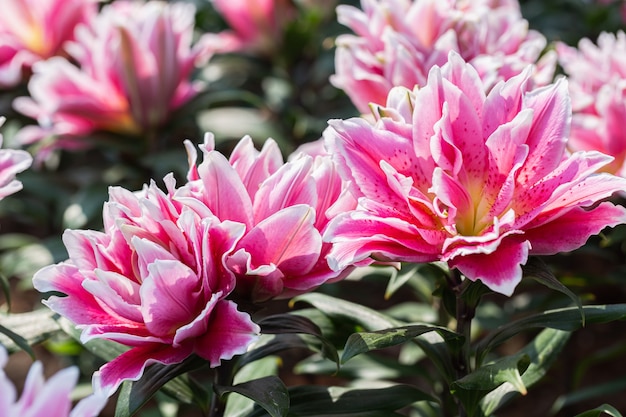 Feche a flor desabrochando de lilly no jardim.