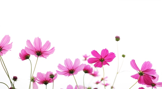 Foto feche a flor do cosmos rosa no prado isolado no fundo branco, com espaço de cópia. borda floral e moldura para a temporada de primavera ou verão. estilo de banner.