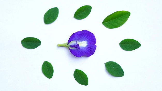 Feche a flor fresca de ervilha-borboleta ou ervilha-azul, bluebellvine, ervilha-de-cordofan, bunga telang, teh telang