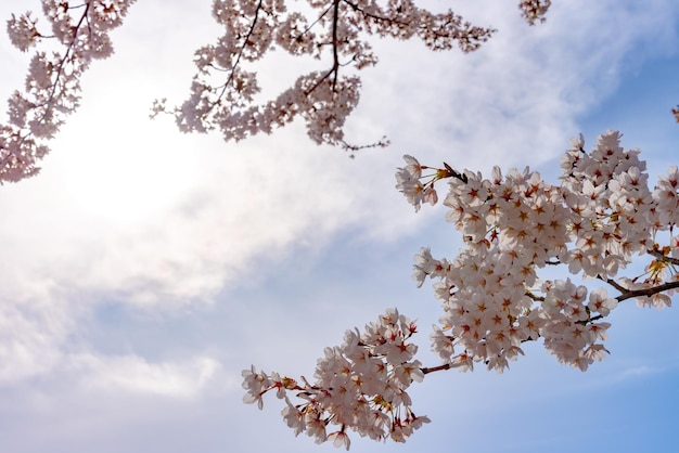 Feche a floração completa lindas flores de cerejeira rosa flores sakura no dia ensolarado da primavera