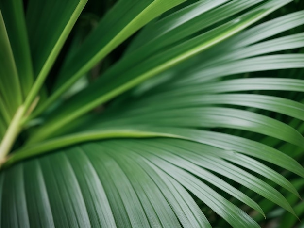 Feche a folha de palmeira verde gerada