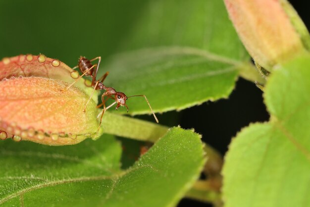 Feche a formiga vermelha na folha fresca na natureza