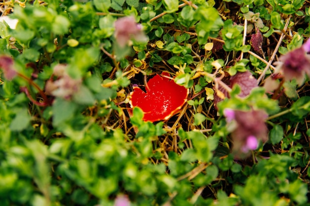 Feche a foto ao ar livre de alguns cogumelos vermelhos fofos chamados The Scarlet Cup