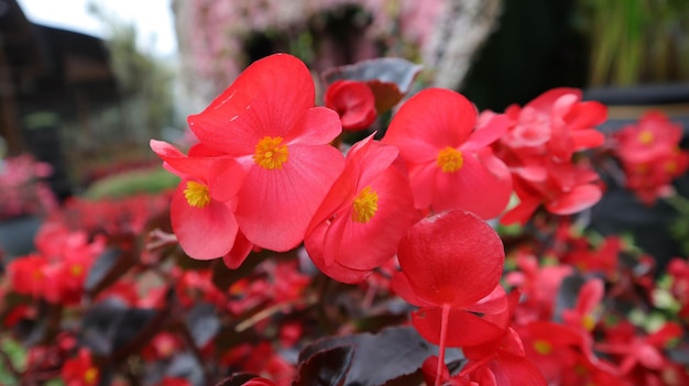 Feche a foto da flor de begônia de cera vermelha florescendo em um jardim