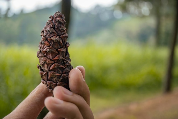 Feche a foto da textura de frutas de pinho.