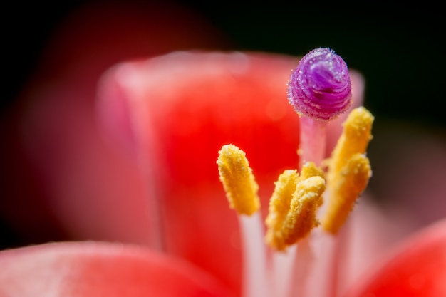 Feche a foto de flores de abacaxi