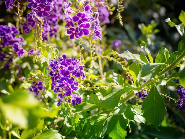 Feche a foto de lindas flores roxas duranta em um galho em um dia ensolarado