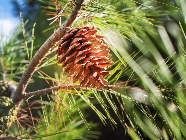 Feche a foto de um cone marrom aberto em um galho de abeto