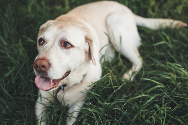 Feche a foto de um labrador deitado na grama, olhando para alguém durante um passeio de verão no parque