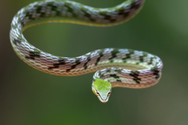 Feche a foto de uma cobra-trepadeira asiática no galho de uma árvore