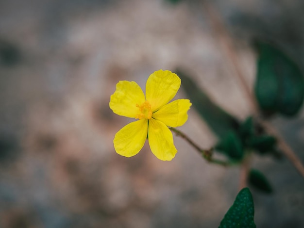 Feche a foto de uma pequena flor amarela brilhante em um fundo desfocado