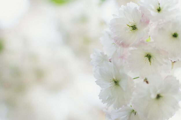 Feche a foto do conceito de flores brancas de neve suaves
