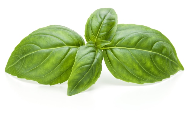 Feche a foto do estúdio de folhas frescas de manjericão verde isoladas em fundo branco Manjericão doce Genovese