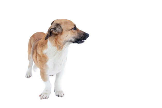 Feche a foto do retrato de um cão vira-lata adorável isolado no branco..