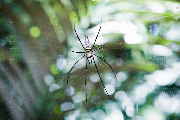 Feche a foto macro de uma aranha sentada em uma teia de aranha Fundo desfocado