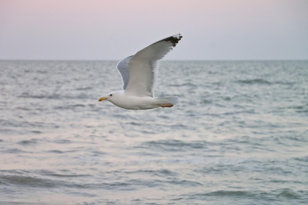 Feche a gaivota voando sobre o marCrepúsculo de verão