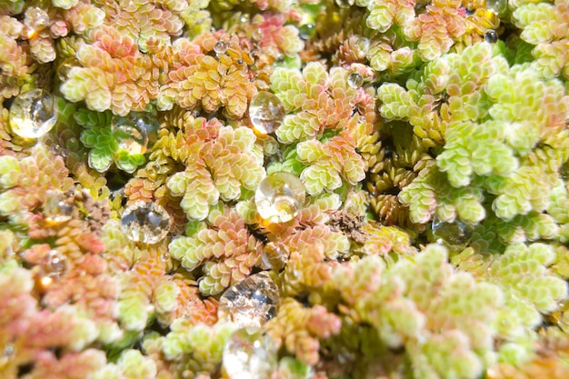 Feche a gota de água em Duckweed