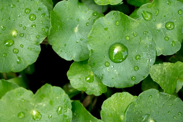 Foto feche a gota de água nas folhas de kola de gotu, pennywort asiático, pennywort indiano, fundo da folha verde, tiger herbal