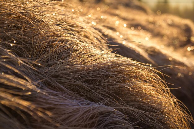 Feche a grama amarela longa e seca com a foto do conceito de bokeh