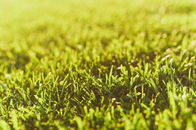 Feche a grama de golfe fresco vibrante primavera verde, gramado do sol. textura da natureza, fundo verde para papel de parede. foco suave. resumo. campo de futebol ou projeto de conceito de esportes.