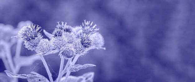 Feche a grande bardana com flores roxas espinhosas, Arctium lappa, contra um fundo verde embaçado.