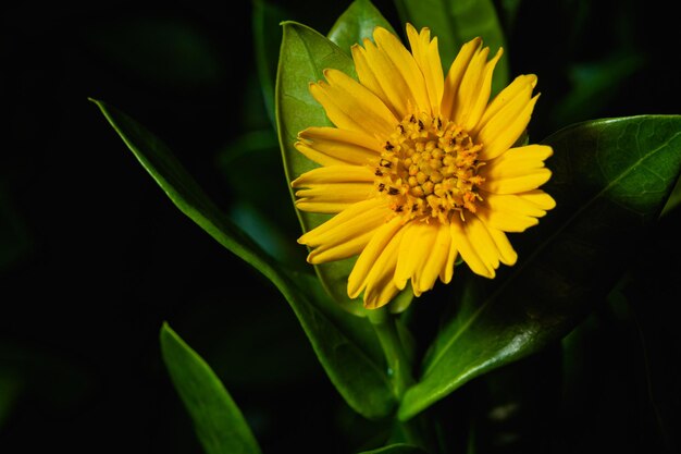 Feche a grande flor de zínia amarela zinnia violacea em fundo verde Flor de zínia em tropical