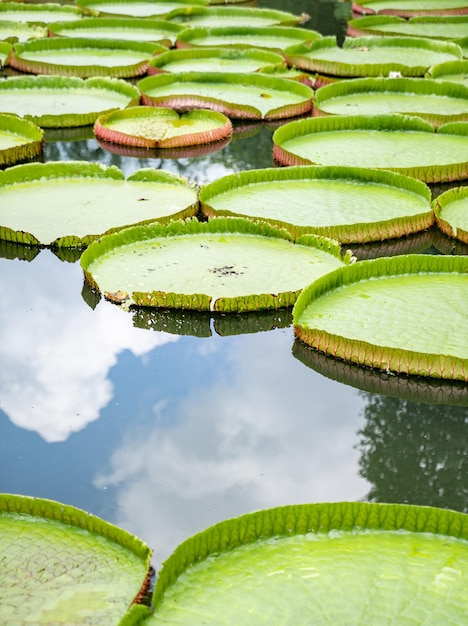 Feche a grande FOLHA de Lily Lotus no pântano de poud no campo ao ar livre