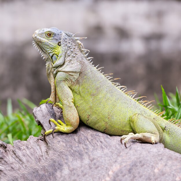 Feche a iguana verde na natureza