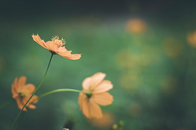 Feche a imagem da flor do cosmos de foco suave em tom sépia vintage.