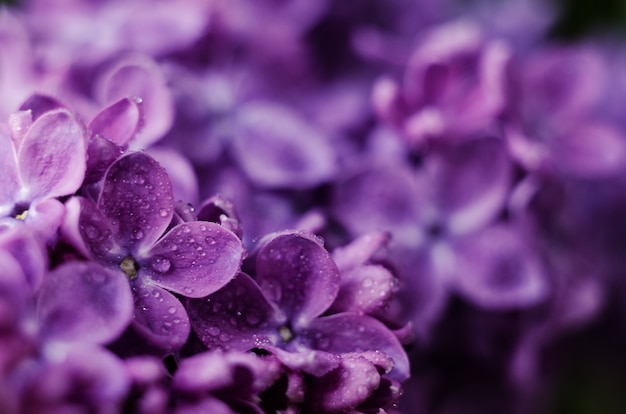 Feche a imagem de flores lilases violetas brilhantes, fundo floral romântico abstrato