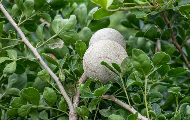 Feche a limonia acidissima focada seletiva ou a maçã de madeira na árvore com folhas