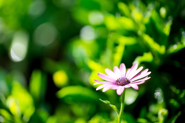 Feche a macro flor roxa