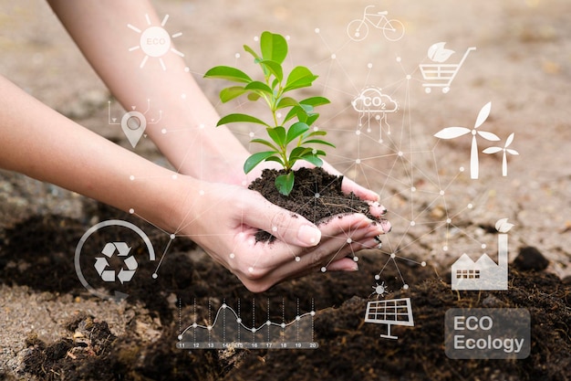 Feche a mão de uma mulher segurando a planta ecológica sustentável, salve o conceito futurista da terra