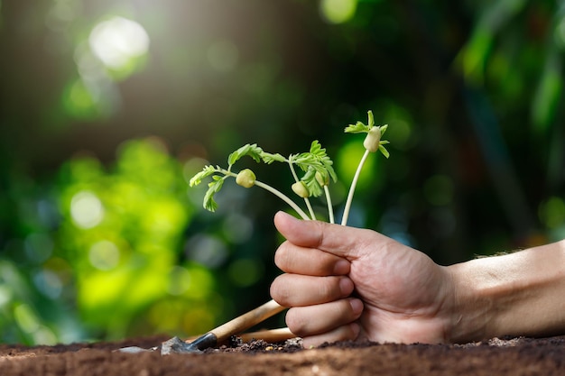 Feche a mão do agricultor segurando a árvore de tamarindo de plantas de bebê jovem