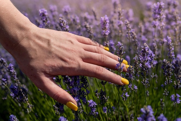 Feche a mão feminina com manicure sobre flores de lavanda