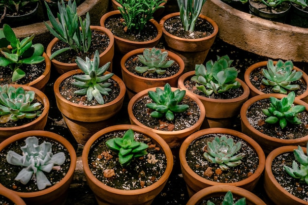 Feche a mistura de plantas suculentas em vasos de cerâmica de terracota dentro de uma estufa