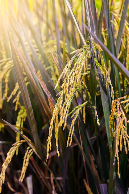 Feche a orelha do arroz em casca ou arroz no campo orgânico,