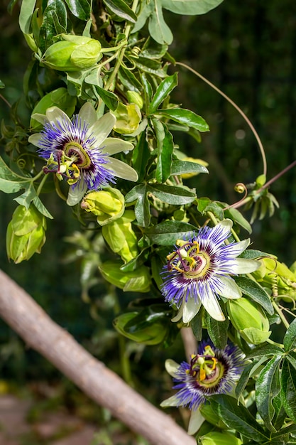 Feche a passiflora. Folha de maracujá (Passiflora caerulea) no jardim tropical. Linda flor de maracujá ou Passiflora (Passifloraceae).