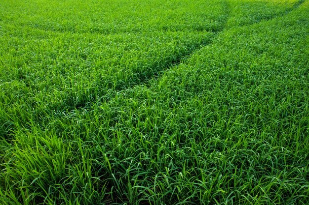 Feche a planta de arroz