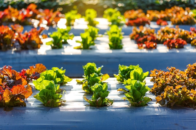 Feche a plantação de salada de ettuce na agricultura do pôr do sol e conceito hidropônico