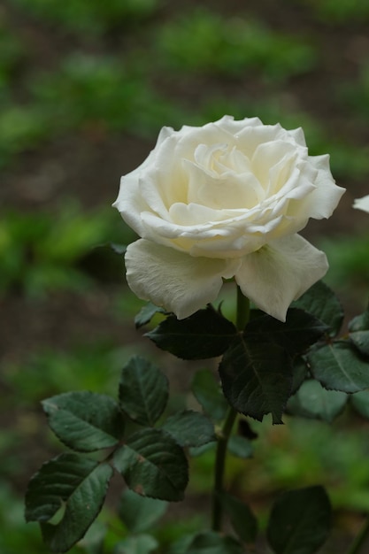 Feche a rosa branca no jardim Bunga mawar