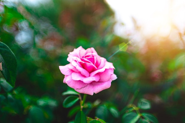 Feche a rosa rosa florescendo no jardim de verão. Flores de rosas cor de rosa crescendo ao ar livre