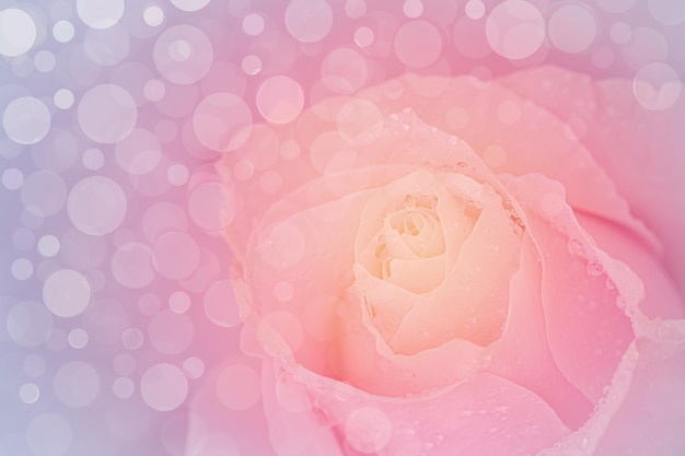 Foto feche a rosa rosa no filtro suave de fundo bokehe macio