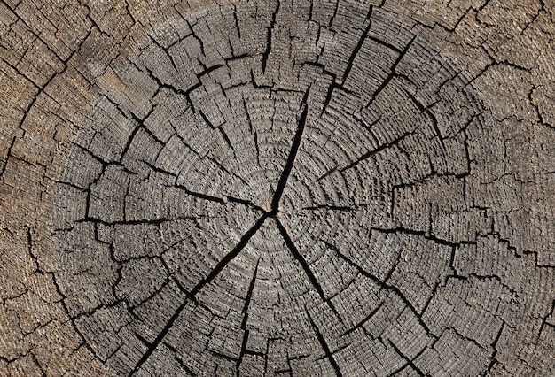 Feche a textura de fundo cinza da seção transversal do tronco de árvore velha e desgastada com divisões de madeira e padrão de anéis anuais, vista superior elevada, diretamente acima