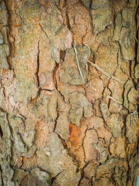 Feche a textura e a superfície da casca da árvore áspera, plano de fundo