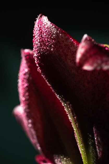 Feche a vista da flor de lírio vermelho com gotas de água isoladas em preto